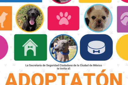 «Adoptatón»: la jornada de adopción que busca dar hogar a perros y gatos rescatados en CDMX