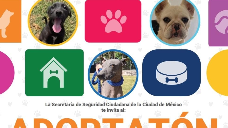 «Adoptatón»: la jornada de adopción que busca dar hogar a perros y gatos rescatados en CDMX