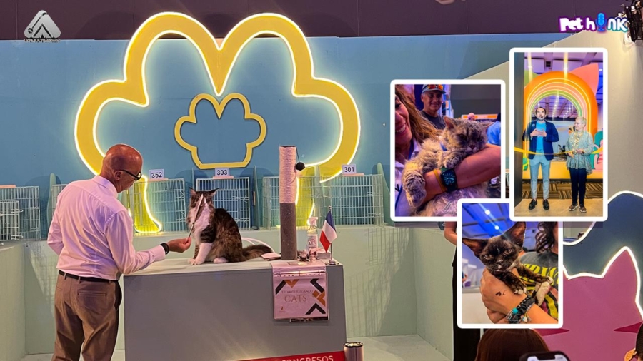🐾 Gran Fiesta Felina en Querétaro