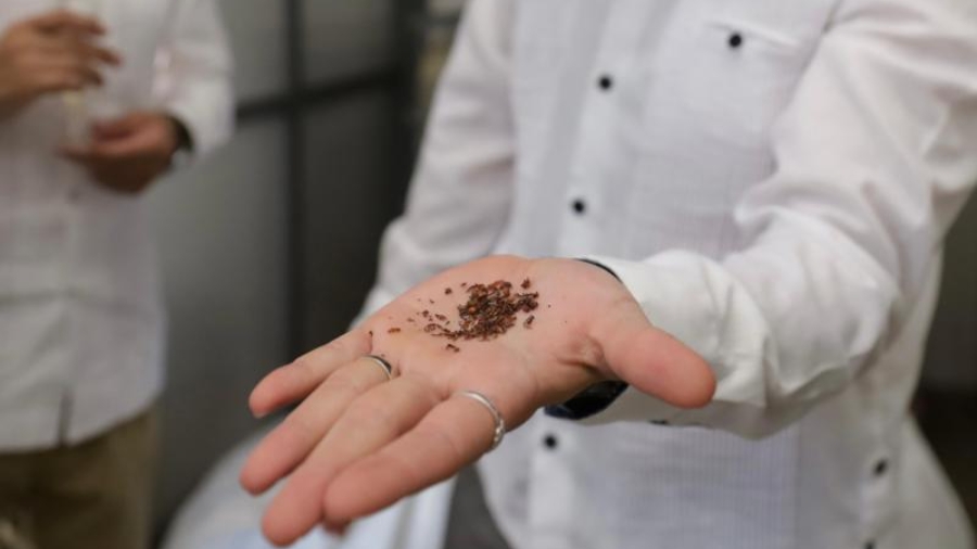 Yucatán inaugura planta que convierte sargazo en biofertilizantes y alimentos para animales