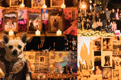 “Huellitas de Luz”: el altar que honra el amor eterno de nuestras mascotas