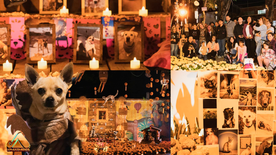 “Huellitas de Luz”: el altar que honra el amor eterno de nuestras mascotas