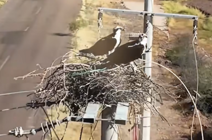 Águilas y Electricidad: El exitoso modelo de conservación de la CFE en territorio Seri