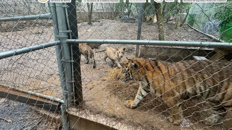 Golpe al «Huachicol» marítimo: Cae líder del Cártel del Noroeste en Nuevo León con armamento y tigres