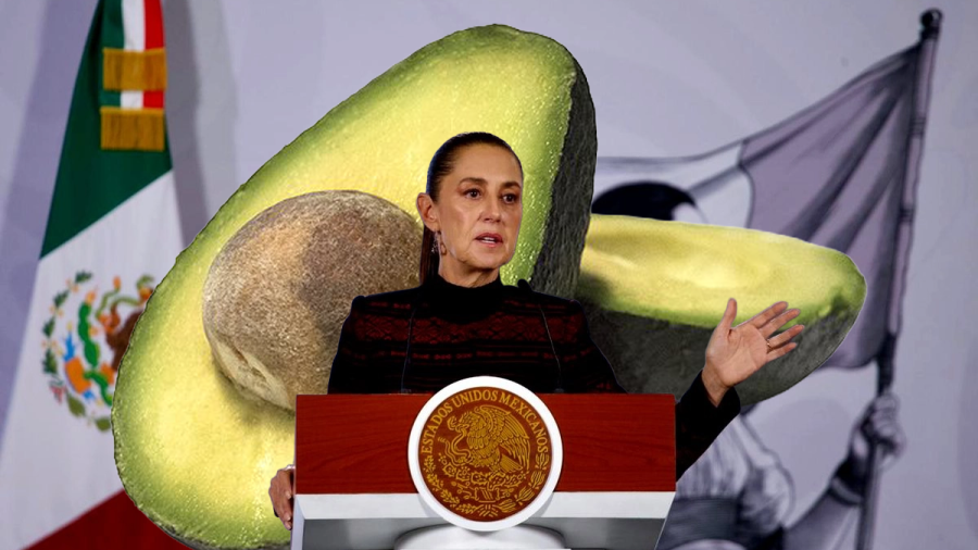 México busca reactivar la exportación de aguacate a Estados Unidos tras suspensión por motivos de seguridad